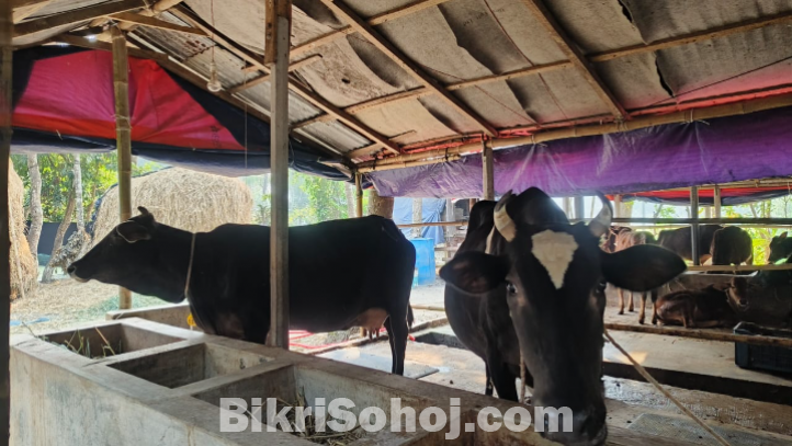 ১২ টা শাহীওয়াল ষাড় এবং ২ টি দুধের গাভী বিক্রি করা হবে।